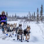 Elite musher Jessie Royer with her dogs in a winter setting